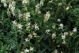 Image of Morro milkvetch