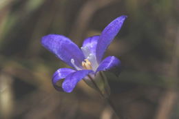 صورة Brodiaea jolonensis Eastw.