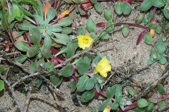 Image of <i>Camissoniopsis <i>cheiranthifolia</i></i> ssp. cheiranthifolia