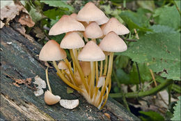 Image of Mycena renati Quél. 1886