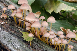 Image of Mycena renati Quél. 1886