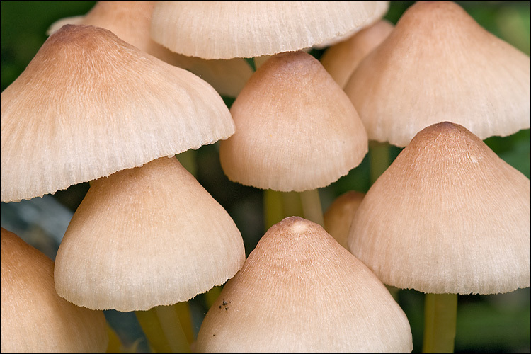 Image of Mycena renati Quél. 1886