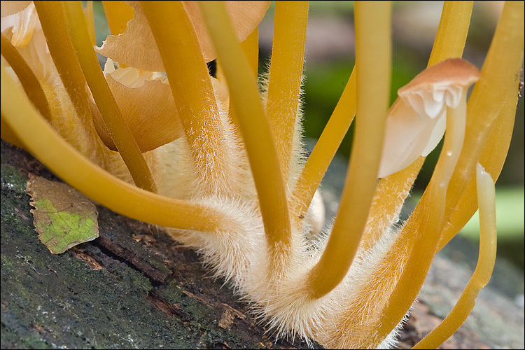 Image of Mycena renati Quél. 1886