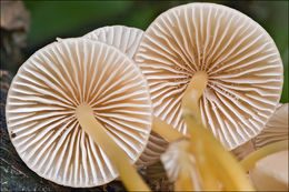 Image of Mycena renati Quél. 1886