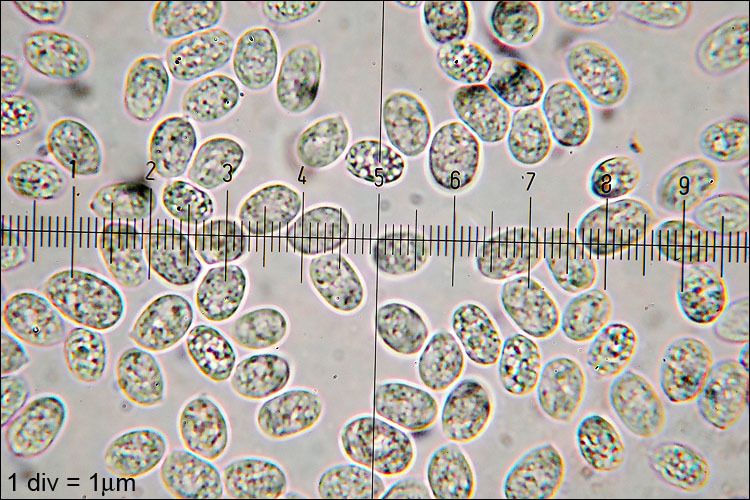 Image of Mycena renati Quél. 1886