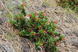 Plancia ëd <i>Mimulus aurantiacus</i> var. <i>parviflorus</i>