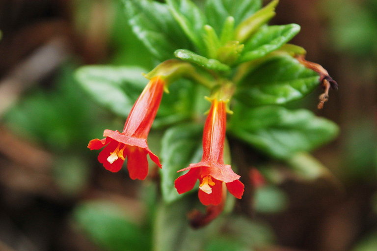 Image of <i>Mimulus aurantiacus</i> var. <i>parviflorus</i>