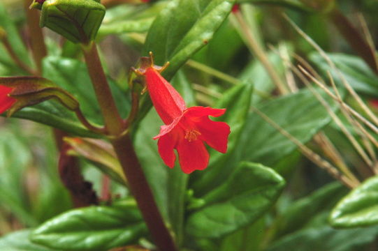 Plancia ëd <i>Mimulus aurantiacus</i> var. <i>parviflorus</i>