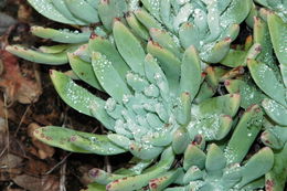 Imagem de Dudleya caespitosa (Haw.) Britton & Rose