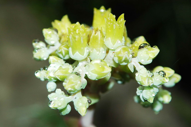 Imagem de Dudleya caespitosa (Haw.) Britton & Rose