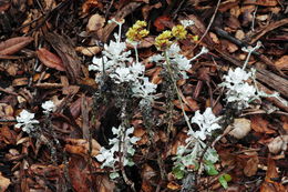 Image of Conejo buckwheat