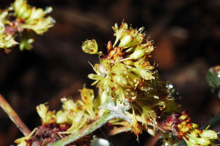 Image of Conejo buckwheat