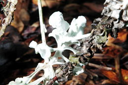 Image of Conejo buckwheat