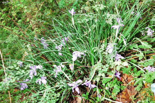 Image of Del Norte County iris