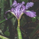 Image de Iris innominata L. F. Hend.