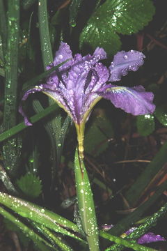 Image of Del Norte County iris