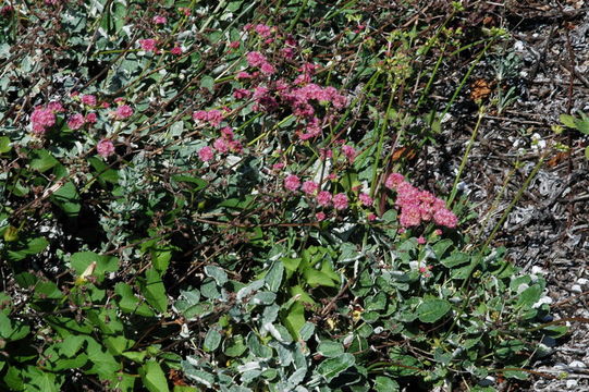 Image of redflower buckwheat