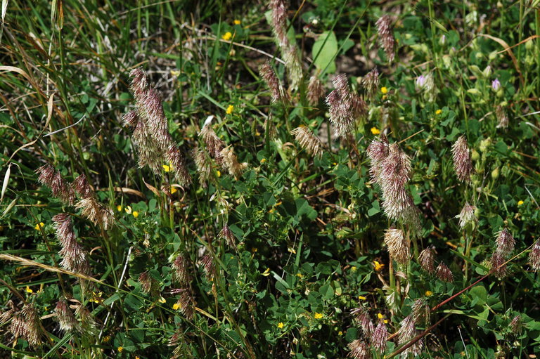 Image de Lamarckia aurea (L.) Moench