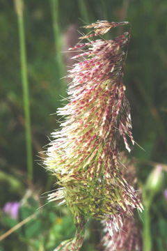 Lamarckia aurea (L.) Moench resmi