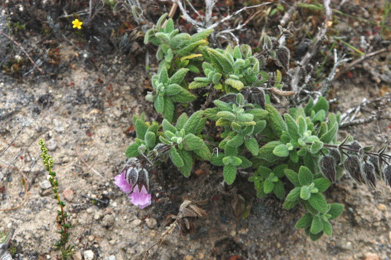 Imagem de Lepechinia fragrans (Greene) Epling