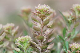 Plancia ëd Lepidium oblongum Small