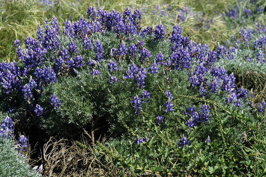 Plancia ëd Lupinus chamissonis Eschsch.