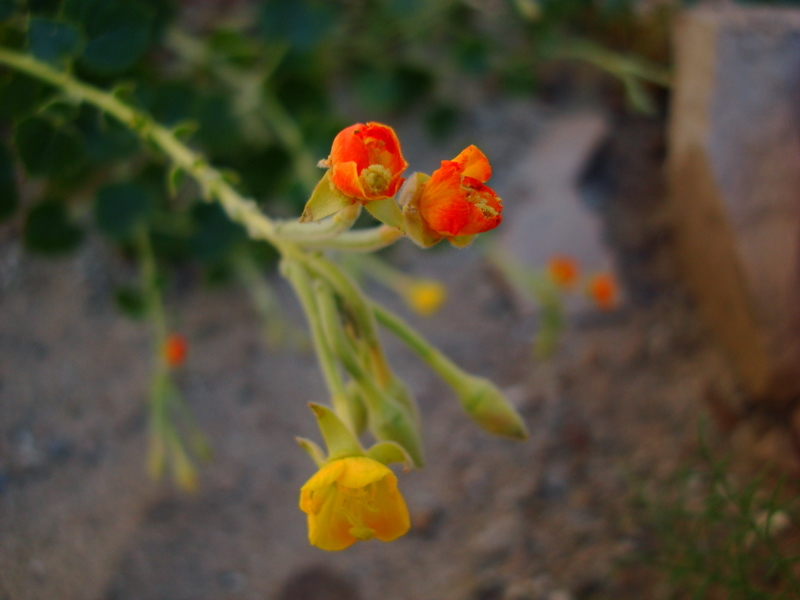 Chylismia cardiophylla Small resmi