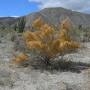 Image of chaparral dodder