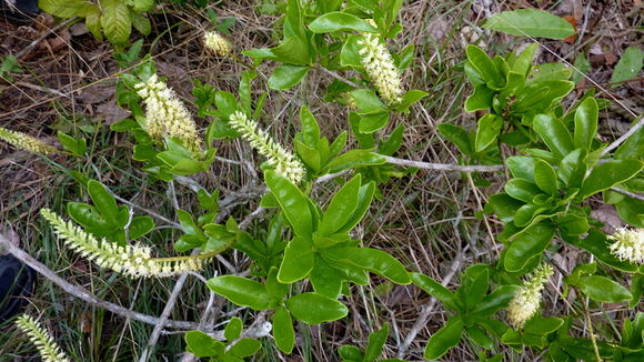 Image of Alseis floribunda Schott