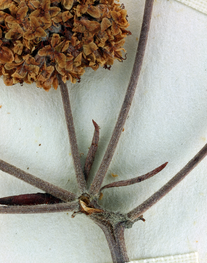 Imagem de Eriogonum fasciculatum var. foliolosum (Nutt.) S. Stokes ex Abrams