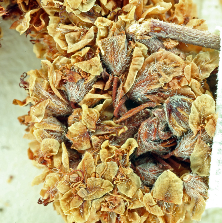 Imagem de Eriogonum fasciculatum var. foliolosum (Nutt.) S. Stokes ex Abrams