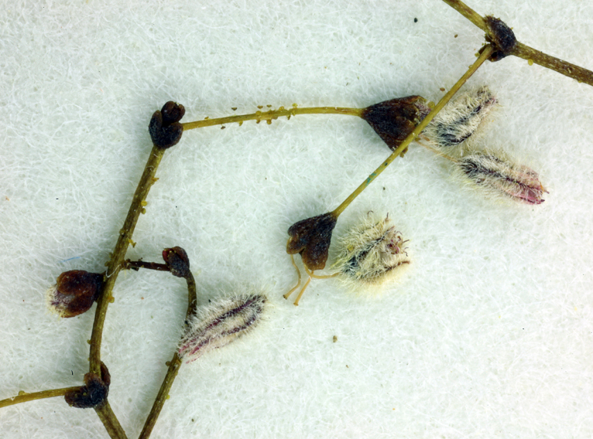 Image of acorn buckwheat