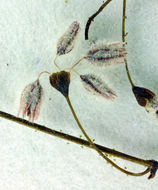 Image of acorn buckwheat