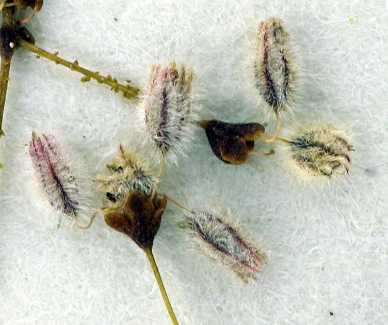 Image of acorn buckwheat