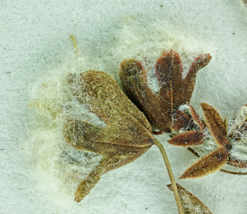 Image of cottony buckwheat