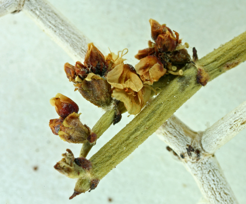 Image of Heermann's buckwheat
