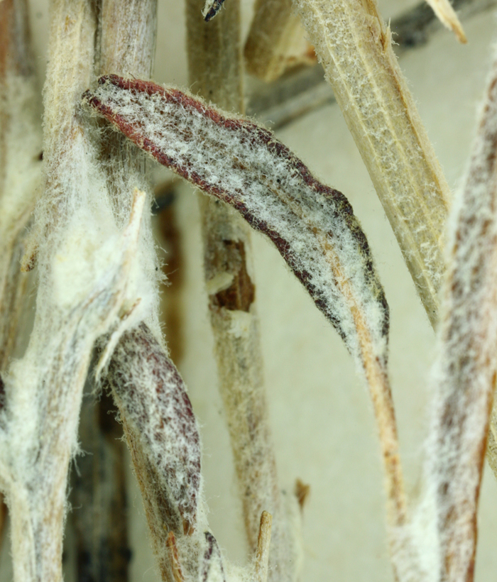 Imagem de Eriogonum heermannii var. floccosum Munz