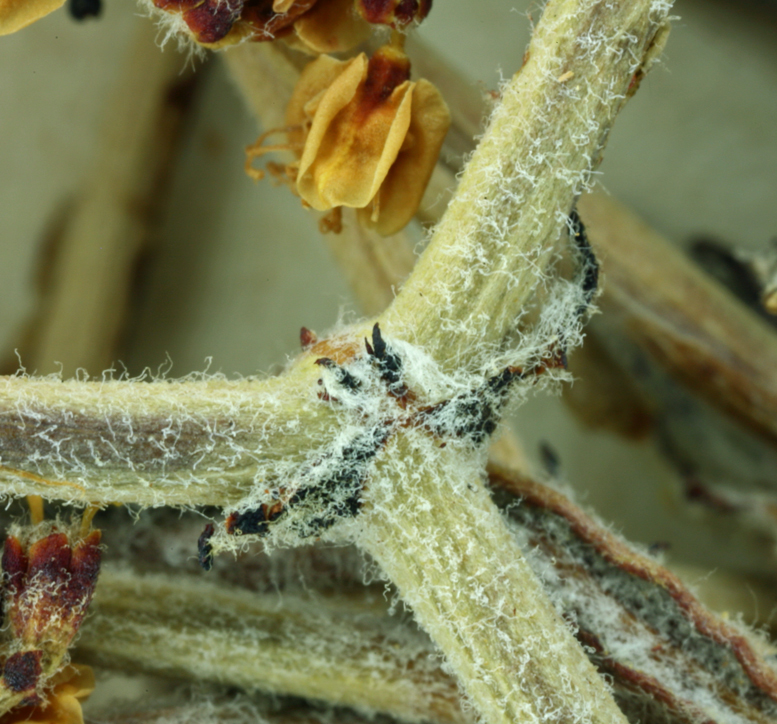 Imagem de Eriogonum heermannii var. floccosum Munz