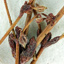 Image of hairyflower buckwheat