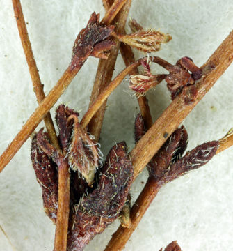 Image of hairyflower buckwheat