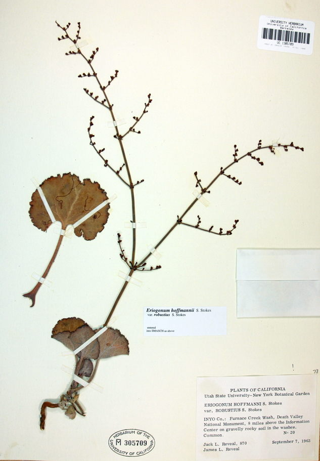 Image of robust Hoffmann's buckwheat