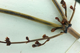 Image of robust Hoffmann's buckwheat