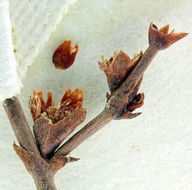 Image of robust Hoffmann's buckwheat