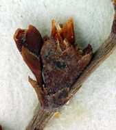 Image of robust Hoffmann's buckwheat