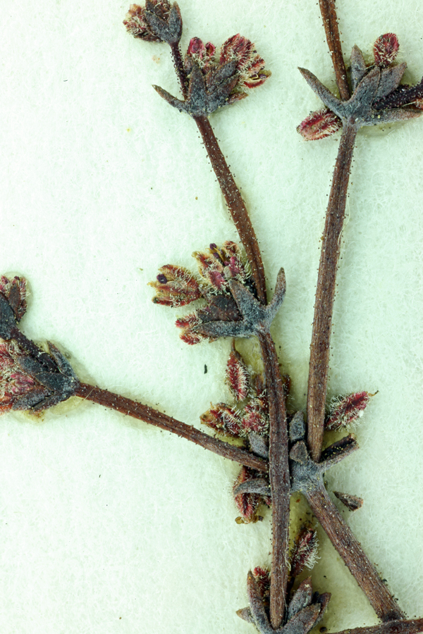 Image of unarmed buckwheat