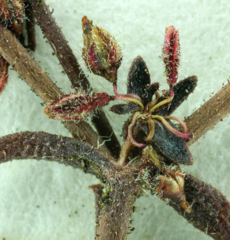 Image of unarmed buckwheat