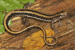 Image of Three-lined Salamander