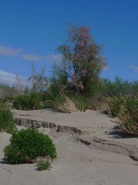 Image of saltcedar