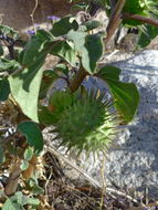 Image de Datura discolor Bernh.