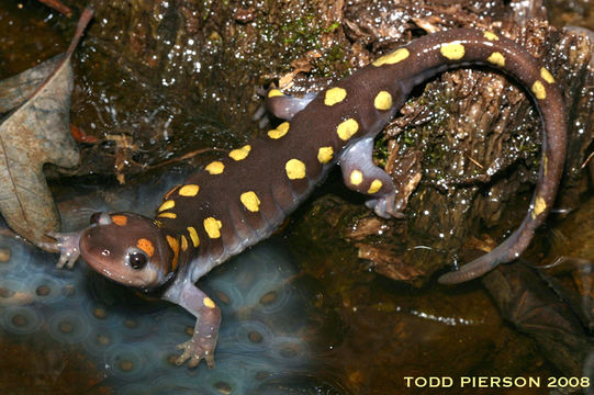 Слика од Ambystoma maculatum (Shaw 1802)